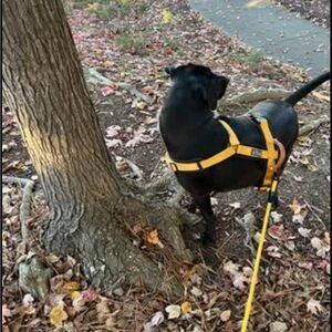 Vibrant Yellow Dog Harness and Leash by made to roam